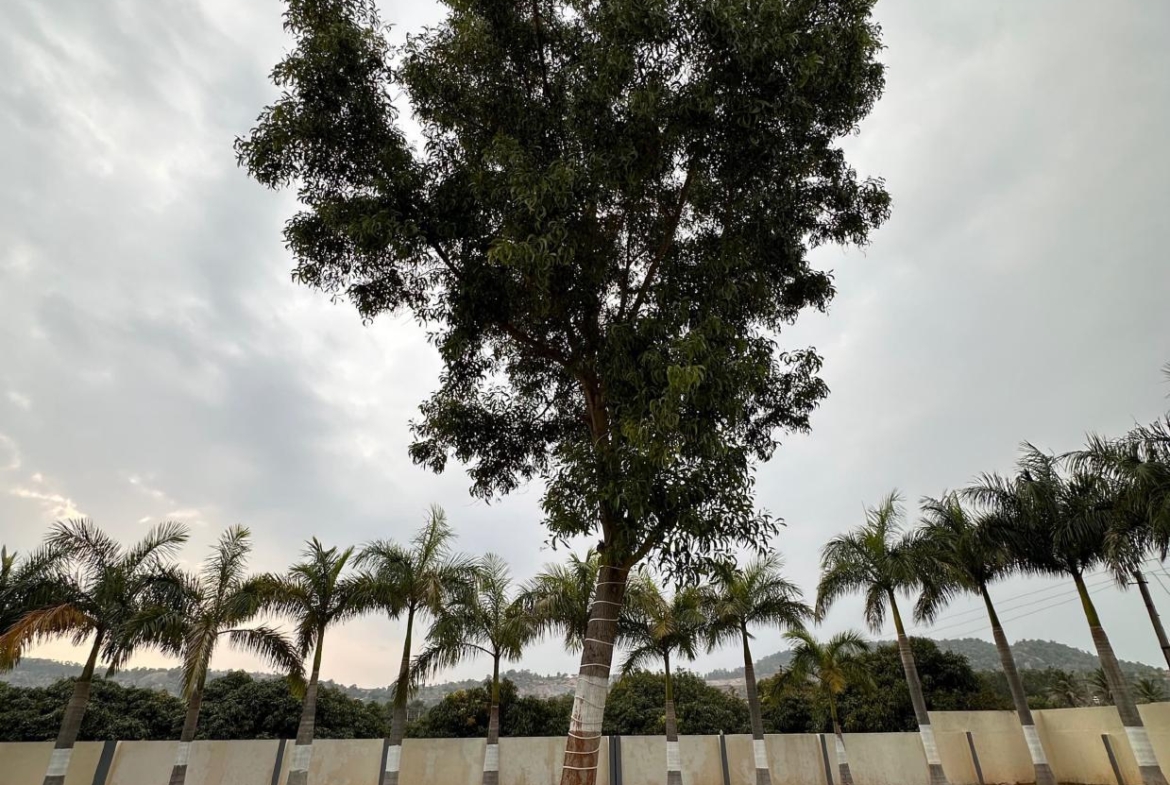 KMS Farmhouse Tree