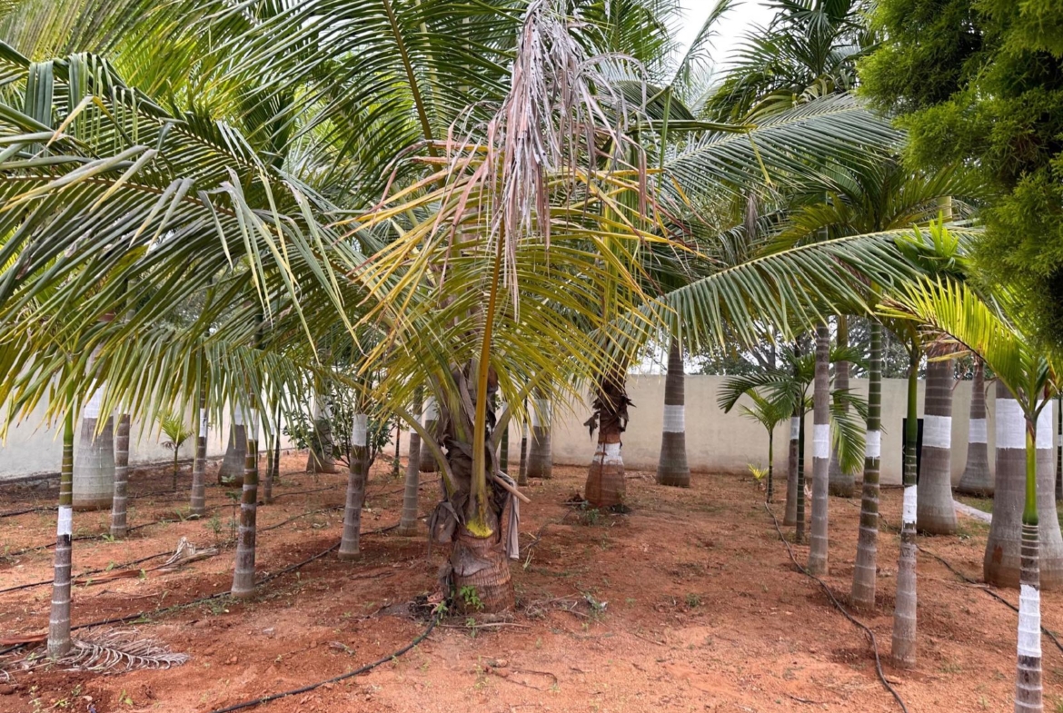 KMS Farmhouse Garden