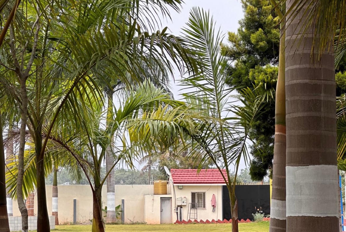 KMS Farmhouse Tree