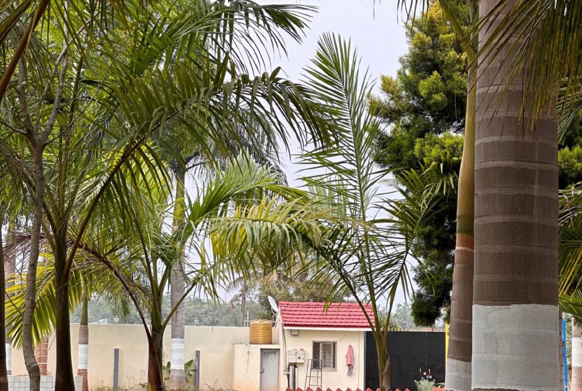 KMS Farmhouse Palm Tree