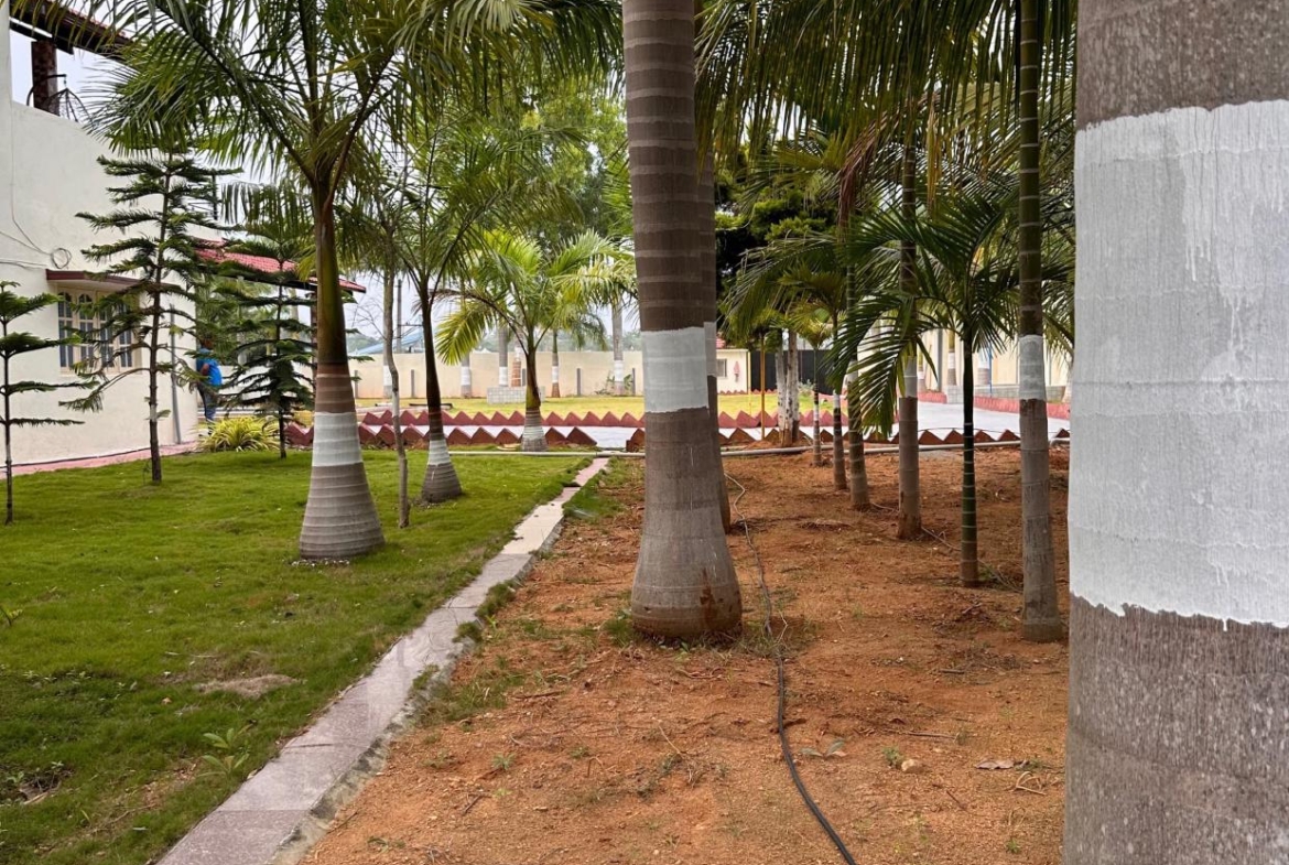 KMS Farmhouse Palm tree