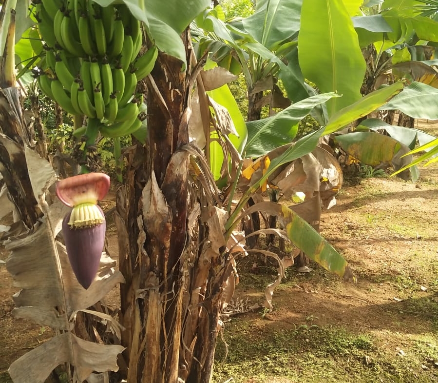 KMS Farmhouse Tree