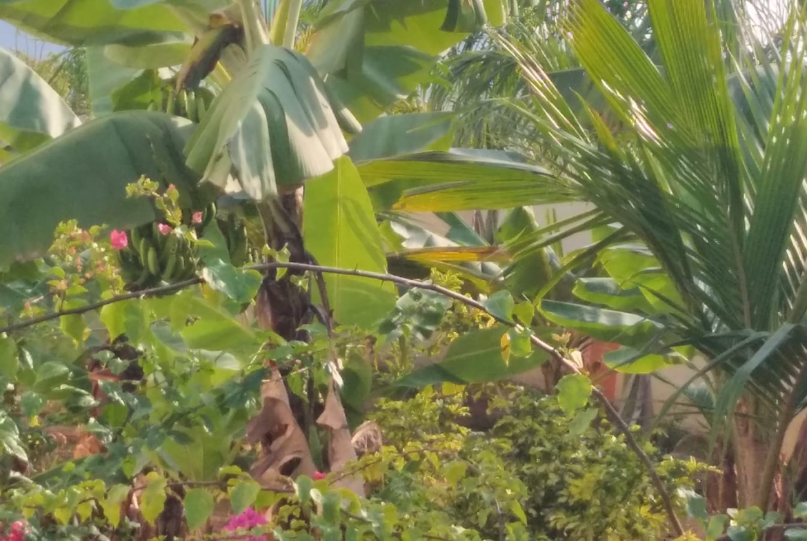 KMS Farmhouse Garden