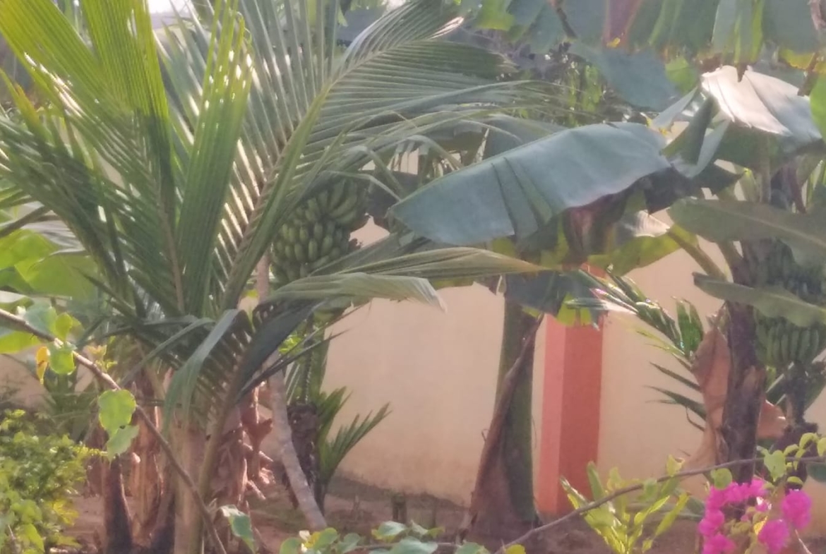 KMS Farmhouse Garden