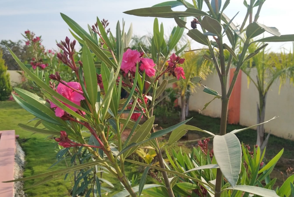 KMS Farmhouse Garden