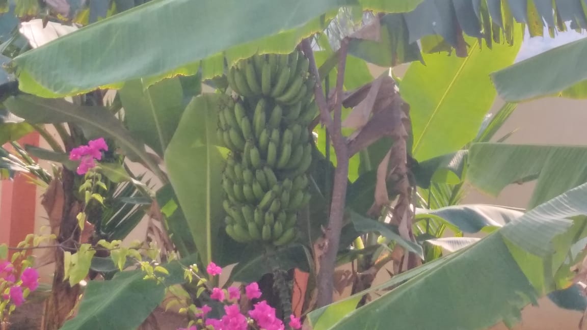 KMS Farmhouse Garden