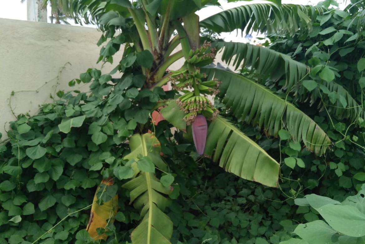 KMS Farmhouse Garden